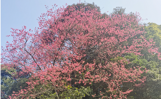 梅州梅江：全省唯一！這是一棵承載紅色故事的百年櫻花“夫妻樹(shù)”